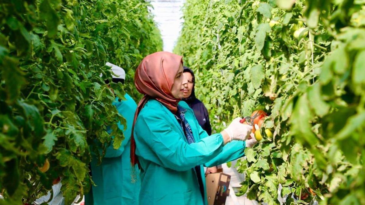 Bu serada jeotermal enerji var! Modern tarıma yeni soluk