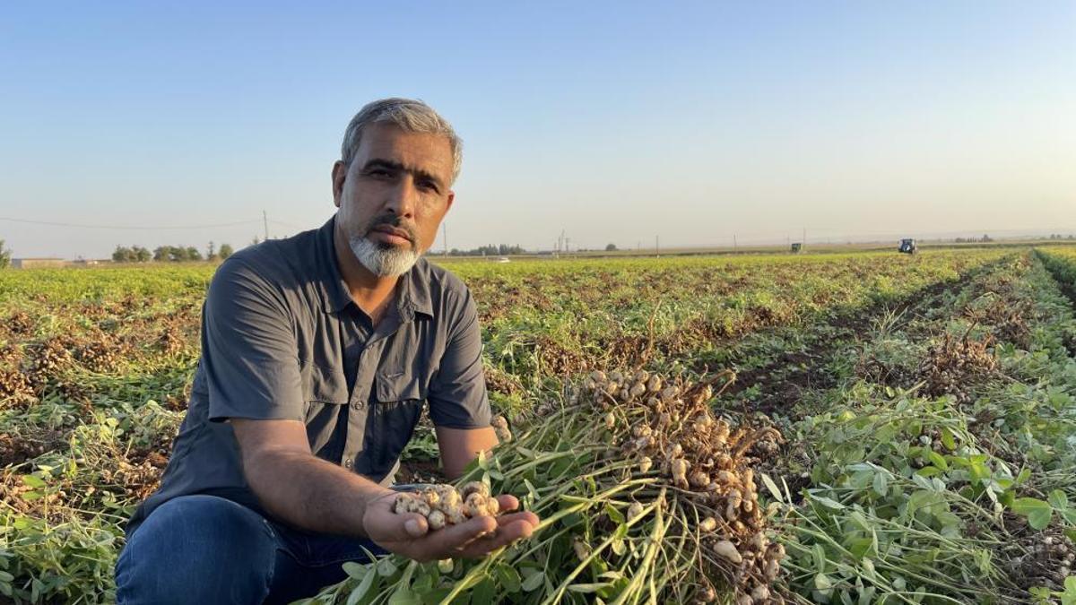 Şanlıurfa'da pamuk yerini başka bir ürüne bırakıyor! Düşük kazanç çiftçiyi alternatife yöneltti