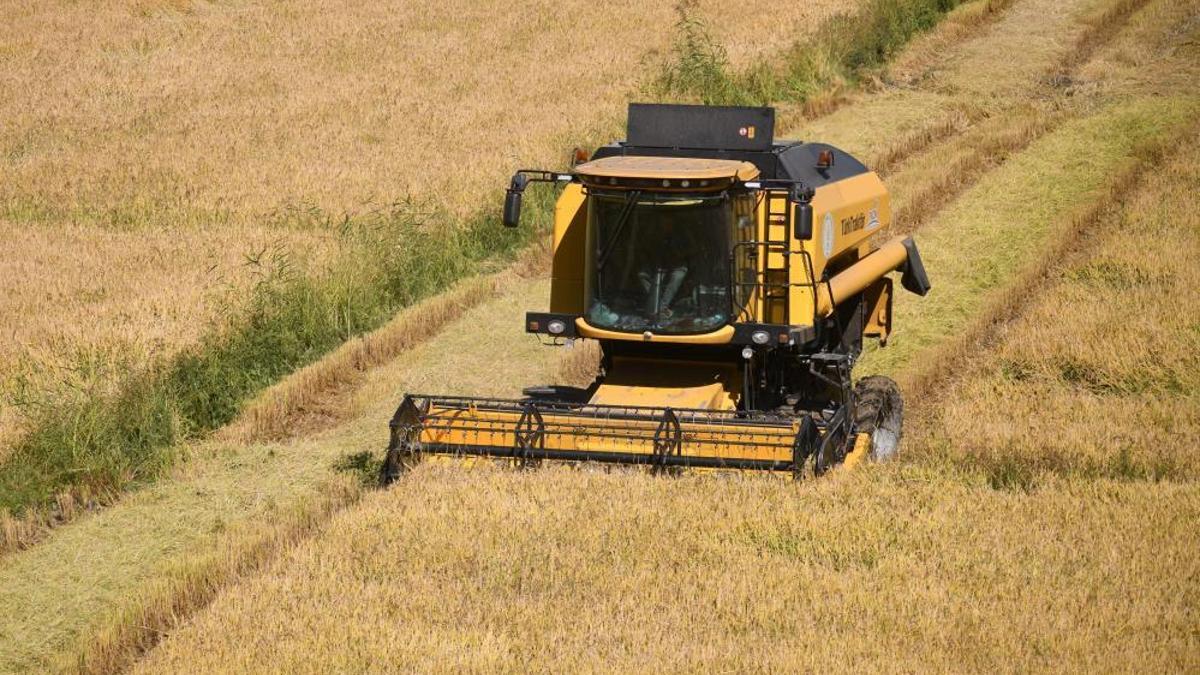 Susuzluk sebebiyle istenilen rekolteye ulaşılamadı! Fiyatlara olumsuz yansıdı