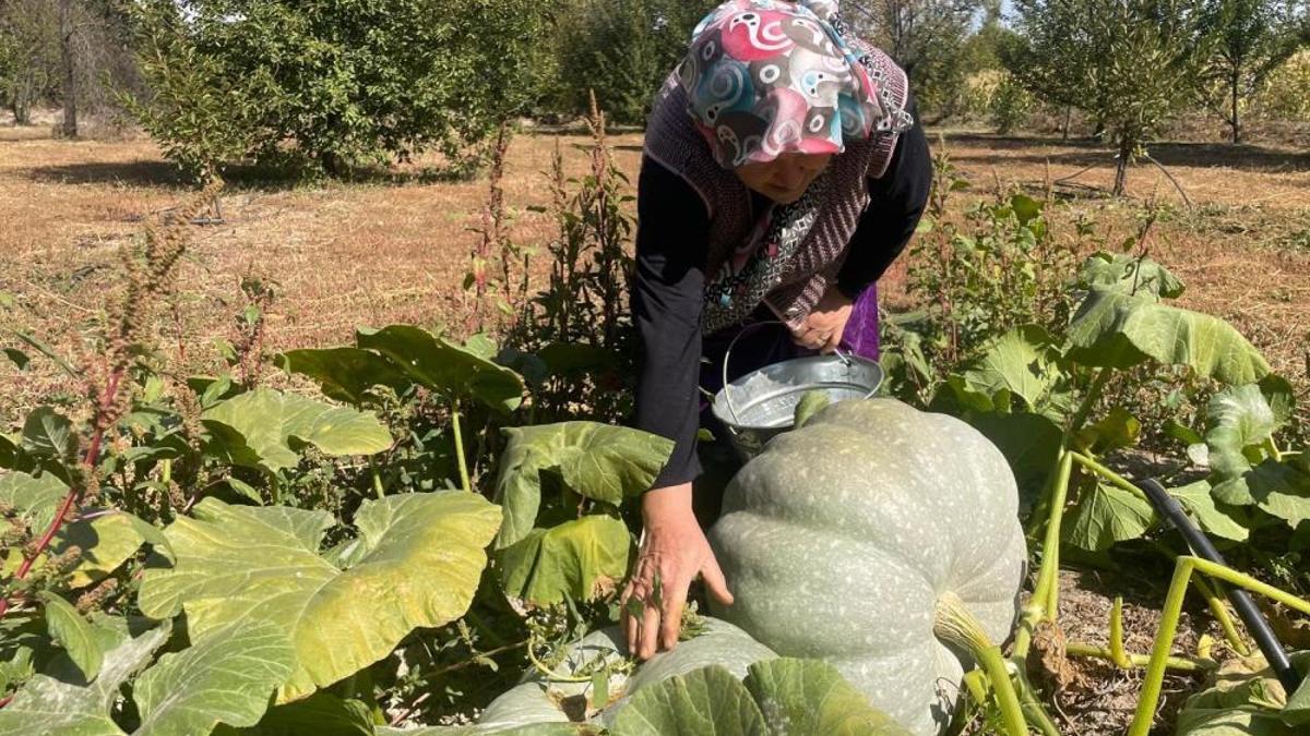 Hayvan gübresiyle yetiştirdi! 40 kilograma ulaşan kabaklarını taşımakta zorlandı