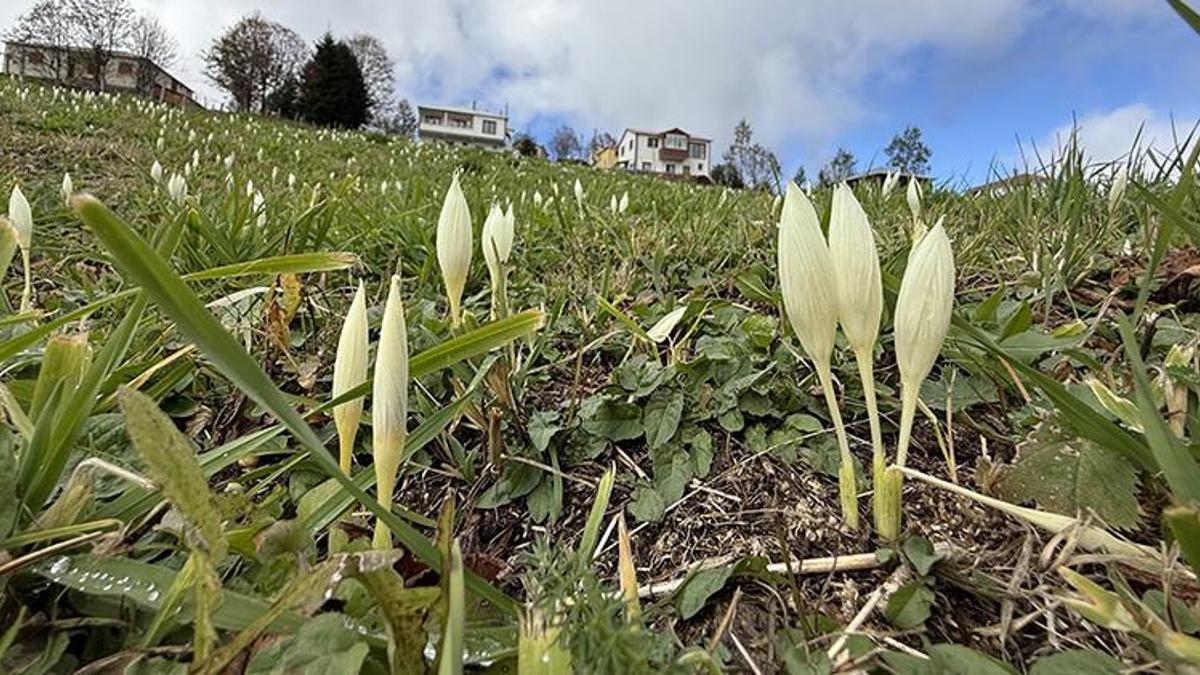 Trabzon yaylalarında görüldü! Yılda sadece bir kez açıyor: Gören fotoğraf çekmeden geçemiyor