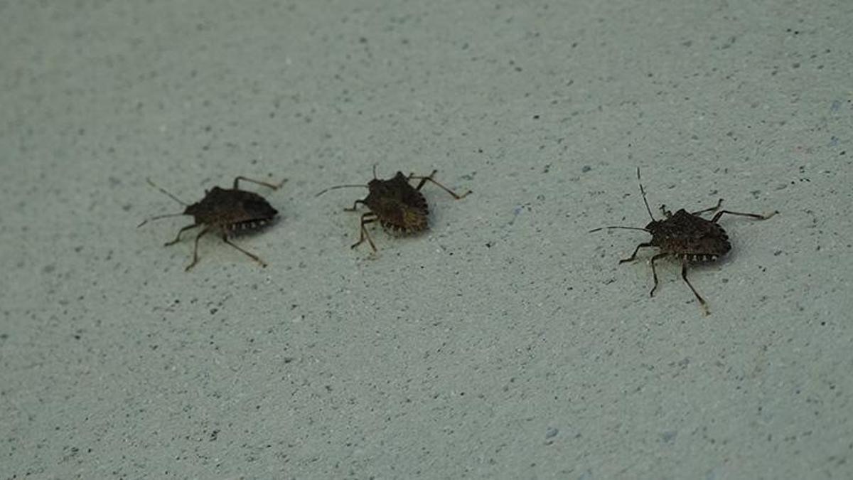 Kokarca zehirli değil ama tehlikeli! Uzmanından kritik uyarı: 'Kesinlikle el teması kurmayın!'