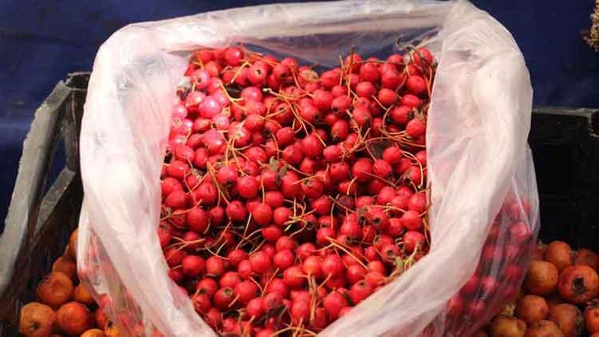 Aydın'da pazar tezgahları renklendi! Şifa kaynağı ürün sadece Eylül ve Ekim aylarında taze olarak tüketiliyor