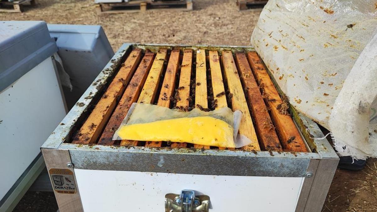 En yakın köye 12 km uzakta yetişiyor! Mesleğe yeni başladı, kilosu bin TL'ye satış rekoru kırıyor