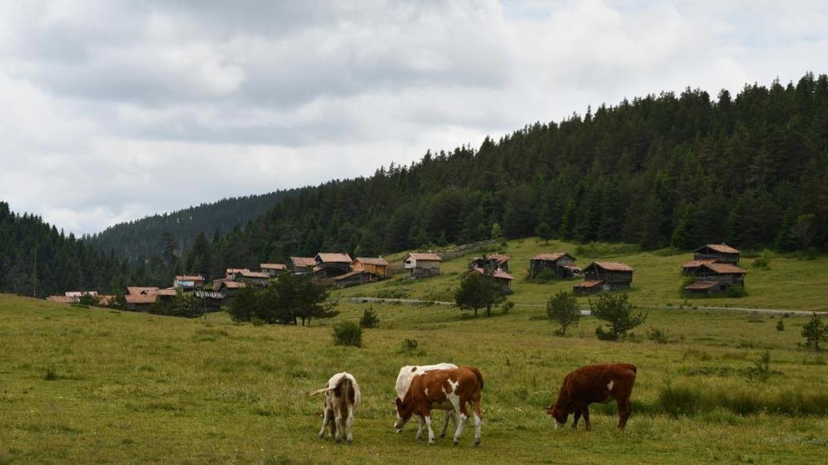 Köylülerin geçim kapısı binlerce metre yüksekte! Güzelliğiyle mest ediyor