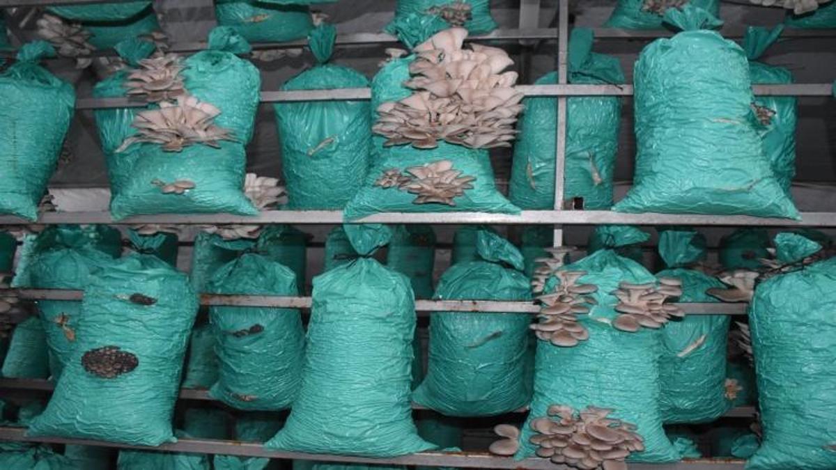 Köyde evin bahçesinde kurdu! 5 yıldızlı otellere 40 ton satış yapıyor: Kadın girişimci çadırda altın buldu