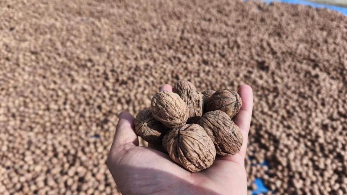 Edirne'de kuraklık ceviz rekoltesini vurdu! İpsala'da üretici alarmda