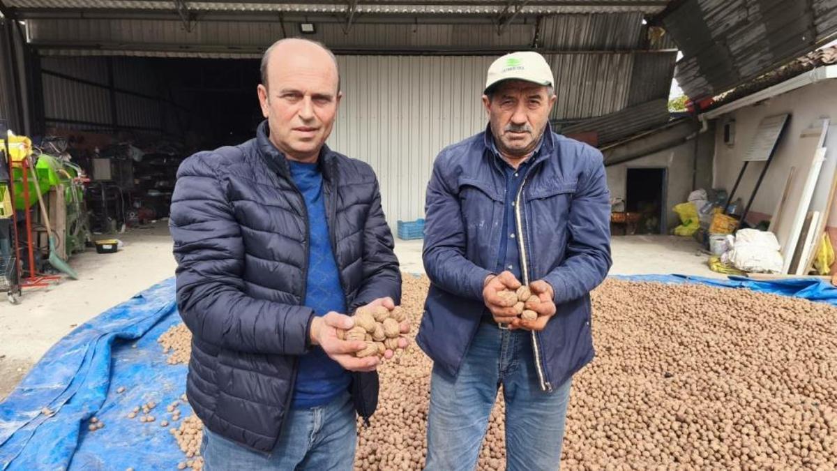 Güz geldi, hasat başladı! Satış fiyatı 200 ila 250 TL arasında değişiyor