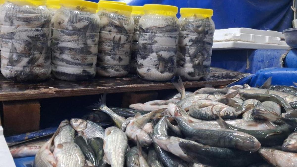 Türkiye'de sadece bir ilimizde yetişiyor! Bu balığın fiyatı çok uygun, tavuk ve kırmızı et yerine tercih ediliyor