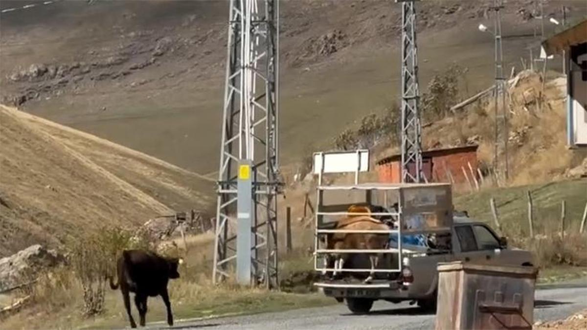 İneklerin hüzünlü ayrılığı sosyal medyada viral oldu! Paylaşım rekoru kırdı