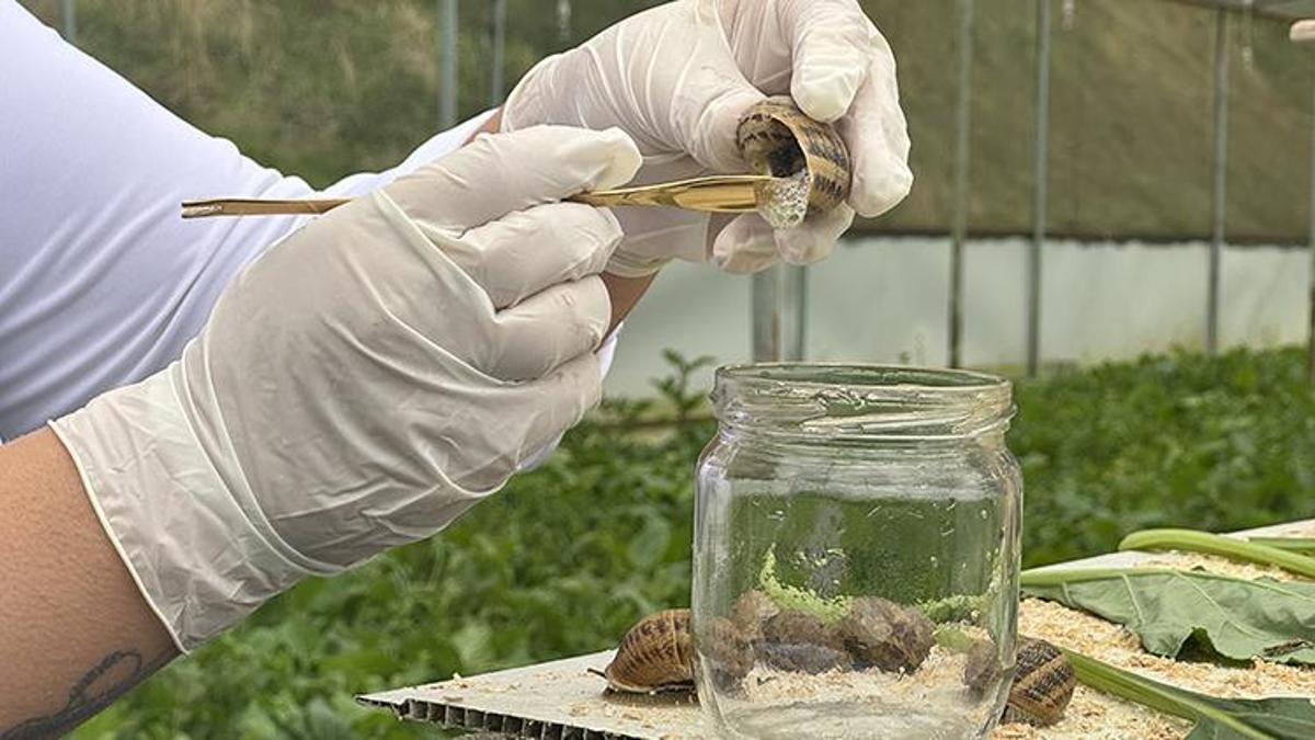 Pandemiyi fırsata çevirdi! Bulgaristan'dan getirtip Trabzon'da markasını kurdu! Şimdi dünyaya satıyor