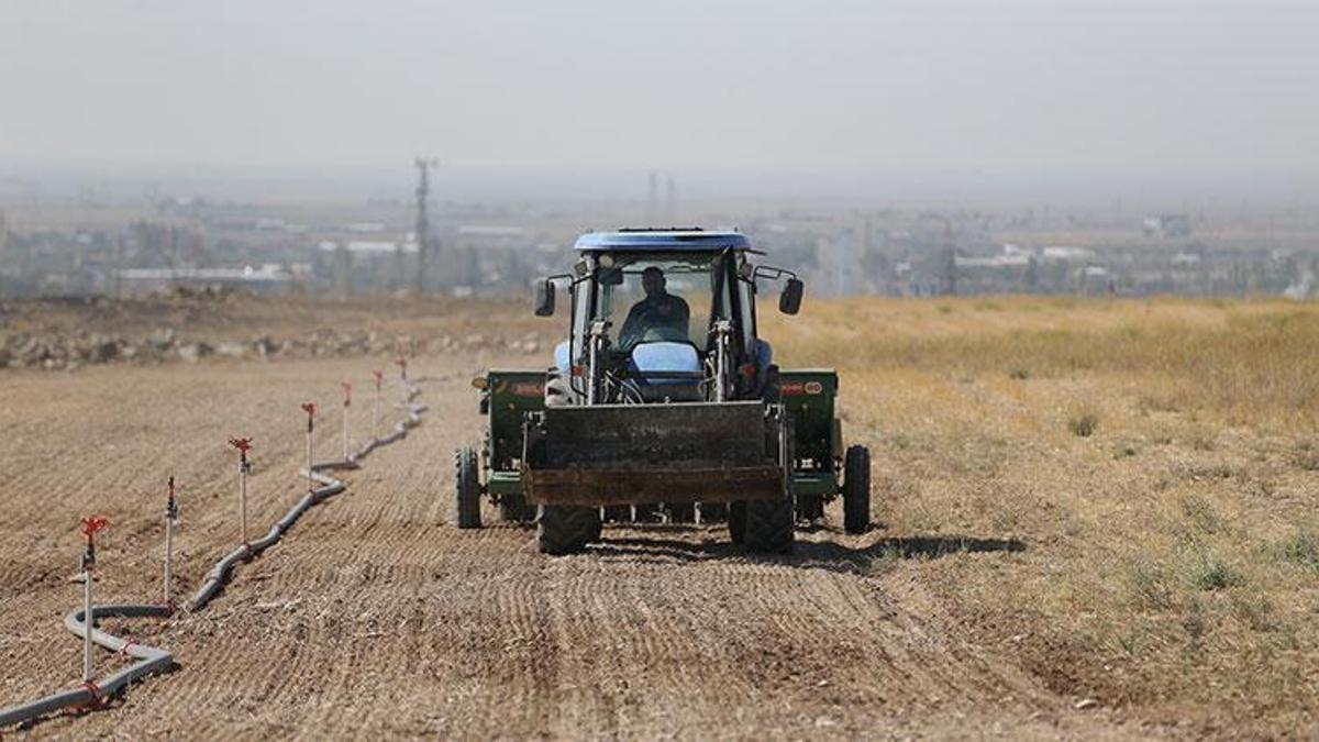 Niğde'de kuraklığa meydan okuyan proje! 100 dönüm araziye ekildi, hayvancılık alanında kullanılacak