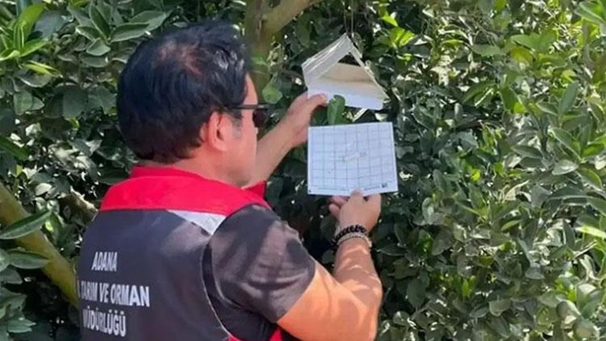 Adana'da narenciye için seferberlik ilan edildi! Akdeniz meyve sineğine karşı 250 istasyonla mücadele başladı