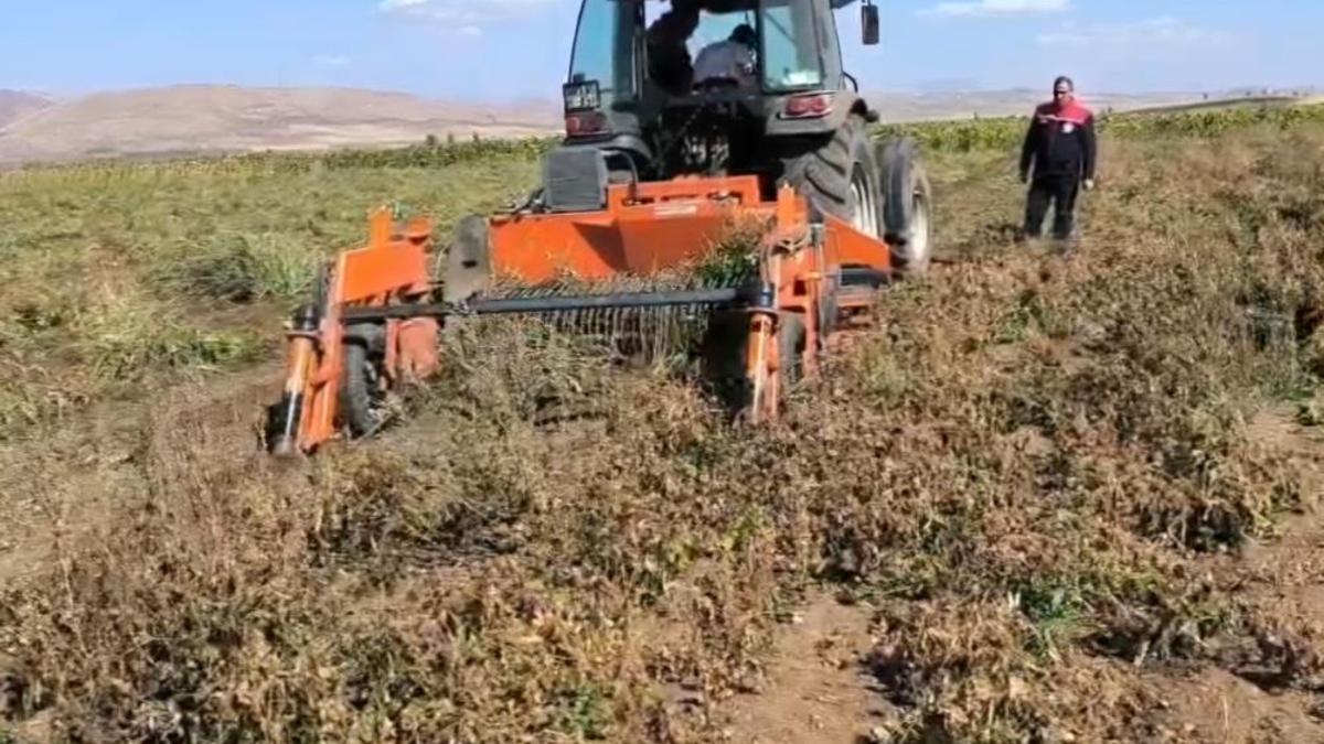 Üretim artıyor! Beyaz fasulye geniş alanlara yayıldı