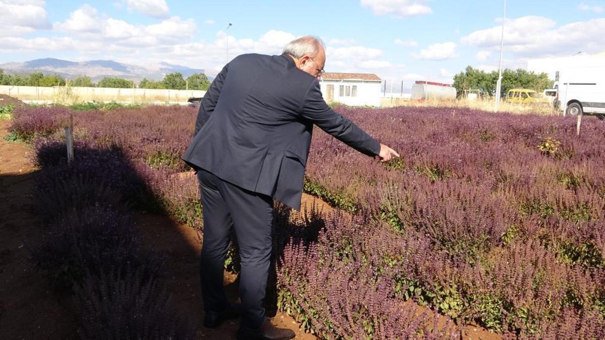 Ürün tohum için bırakıldı, balcılık sektörüne yaradı
