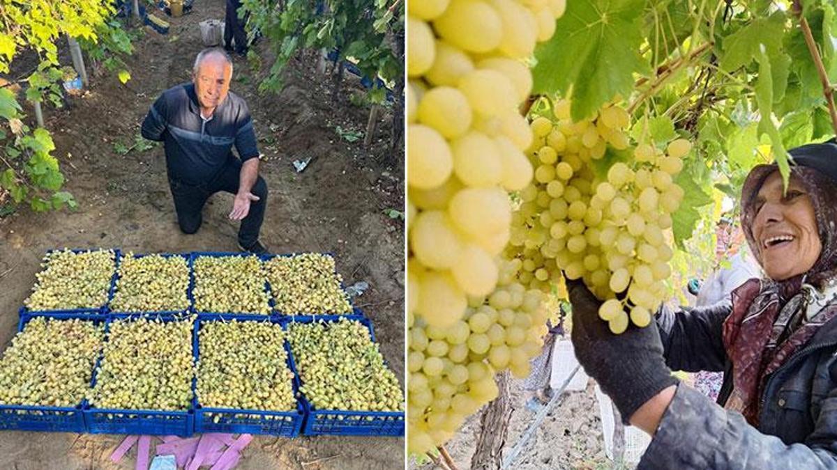 Sarıgöl’de üzüm hasadı hız kesmeden devam ediyor