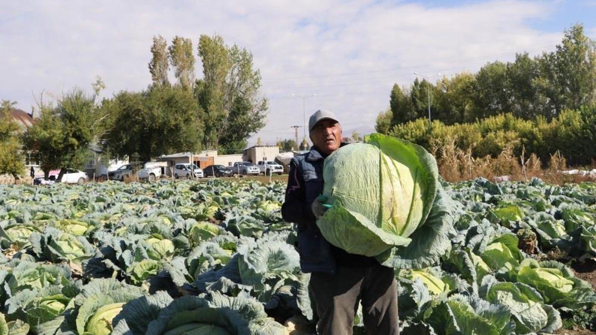 Bölgede 'kelem' olarak biliniyor! Burada yetişenler devasa boyutta oluyor