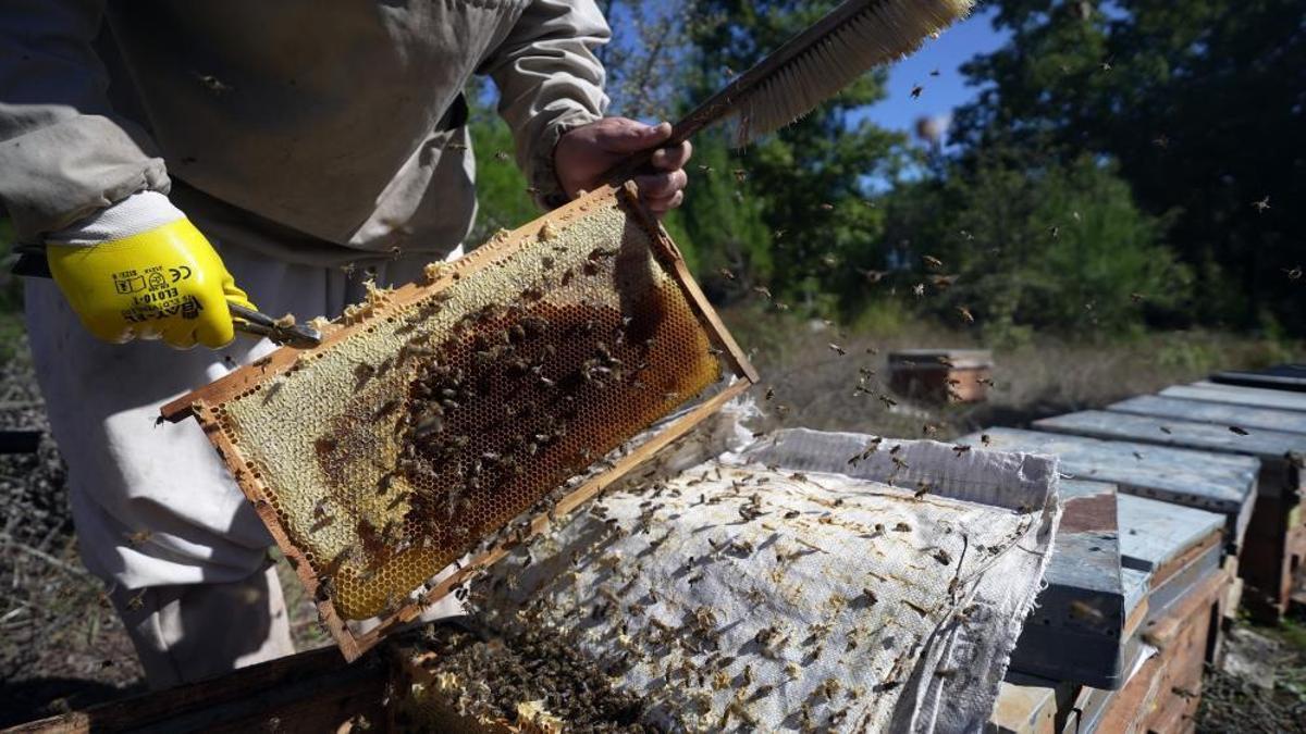 Çam balında rekolte sevinci! Tenekesi 4 bin 500-4 bin 300 TL aralığında alınıyor