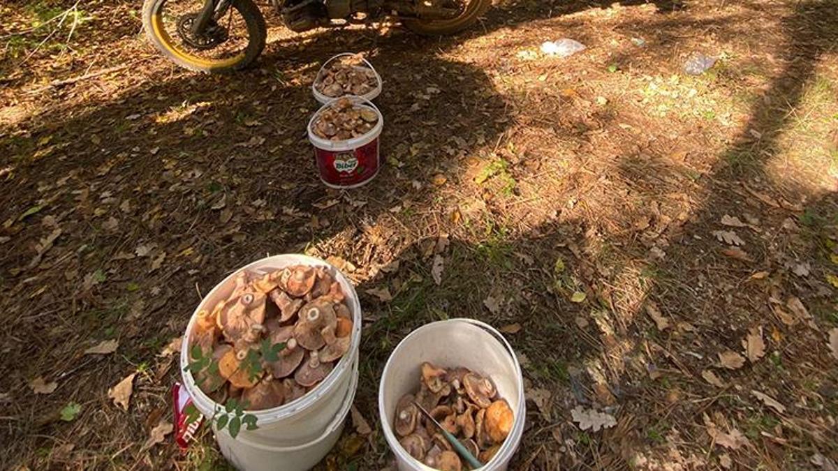 Bolu’da ormanların yer köşesinden fışkırıyor! Akın akın gelip sepet sepet topluyorlar