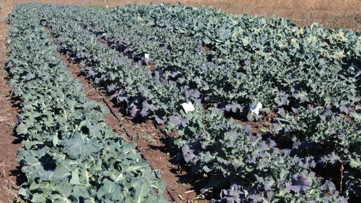 Erzurum’da bir ilk! Deneme amaçlı ekildi, sonuçlar şaşırttı! Yeni ürünle kazanç 2 katına çıkıyor