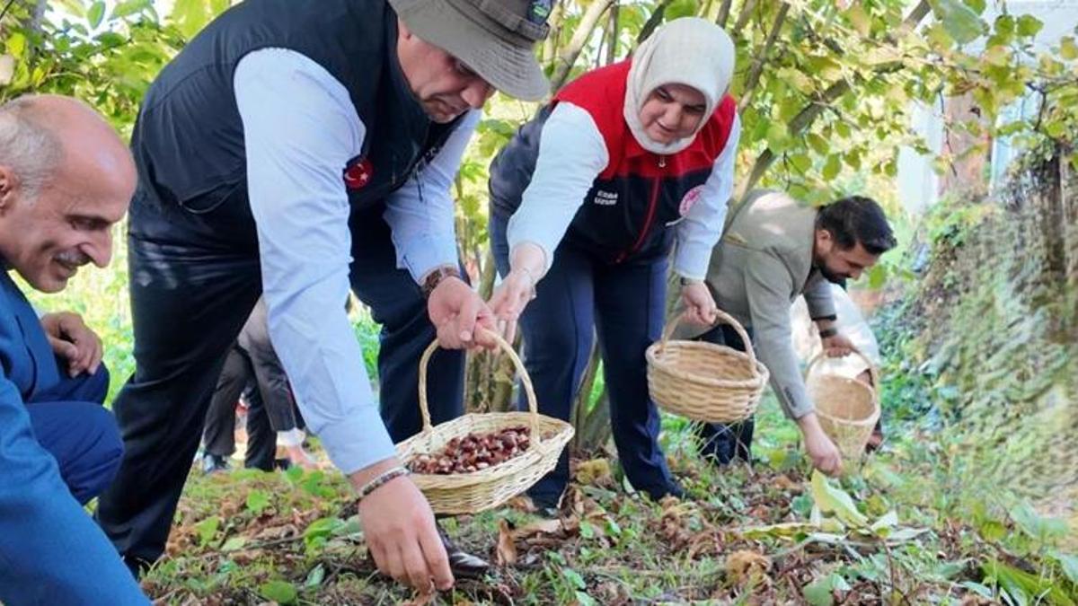 Düzce'nin köyünde yetişti, 794 tonluk üretimle Türkiye'ye damga vurdu