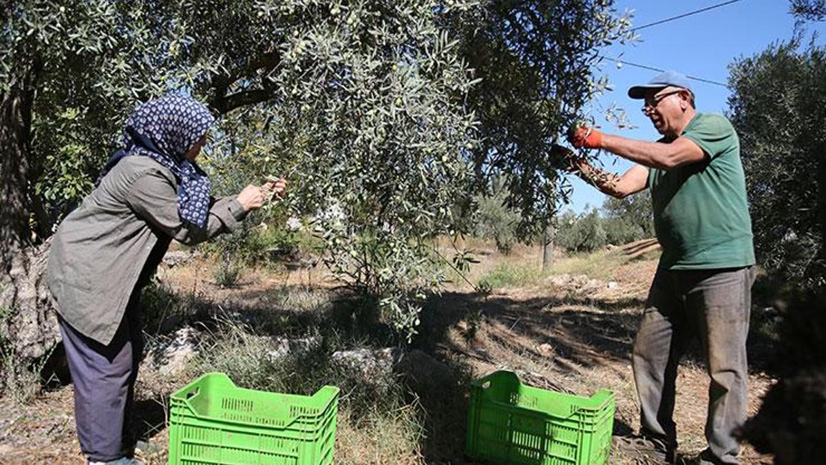 Zeytinde rekoltede yüzde 30 kayıp, fiyatlar etkilenecek! Yurt dışı ve Türkiye fiyatları karşılaştırıldı