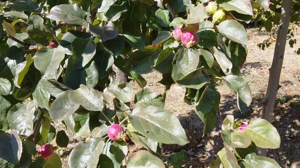 Kış mevsimi yaklaştı ama burada ağaçlar yeni meyve vermeye başladı