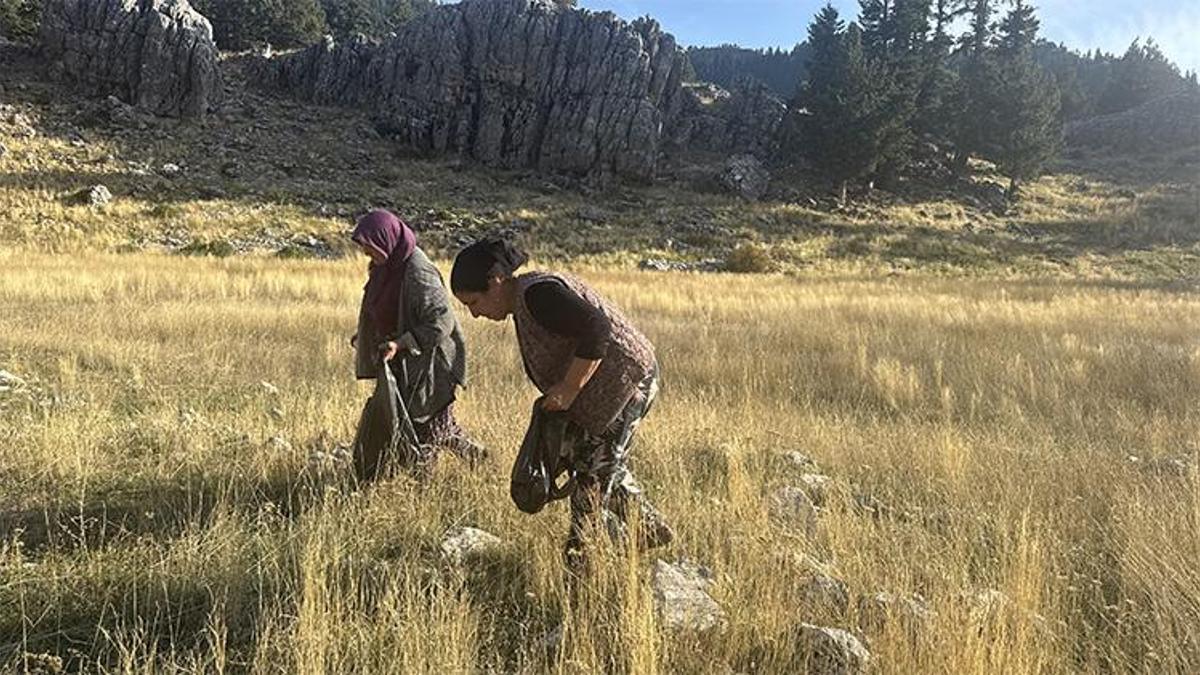 Yöre halkı hiç para ödemiyor! Torosların eteklerinde resmen topraktan fışkırıyor