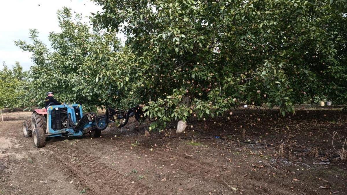 Köyde her yer kiralık! Gelir kapısı 500 ton üretimi var: Her ev kilosunu 310 TL'ye satıyor