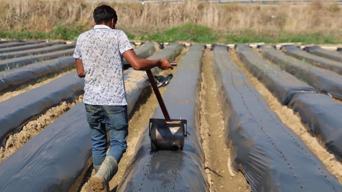 Sezonu 110 gün sürüyor: Kilosu 72 TL'den tonlarca satıyorlar