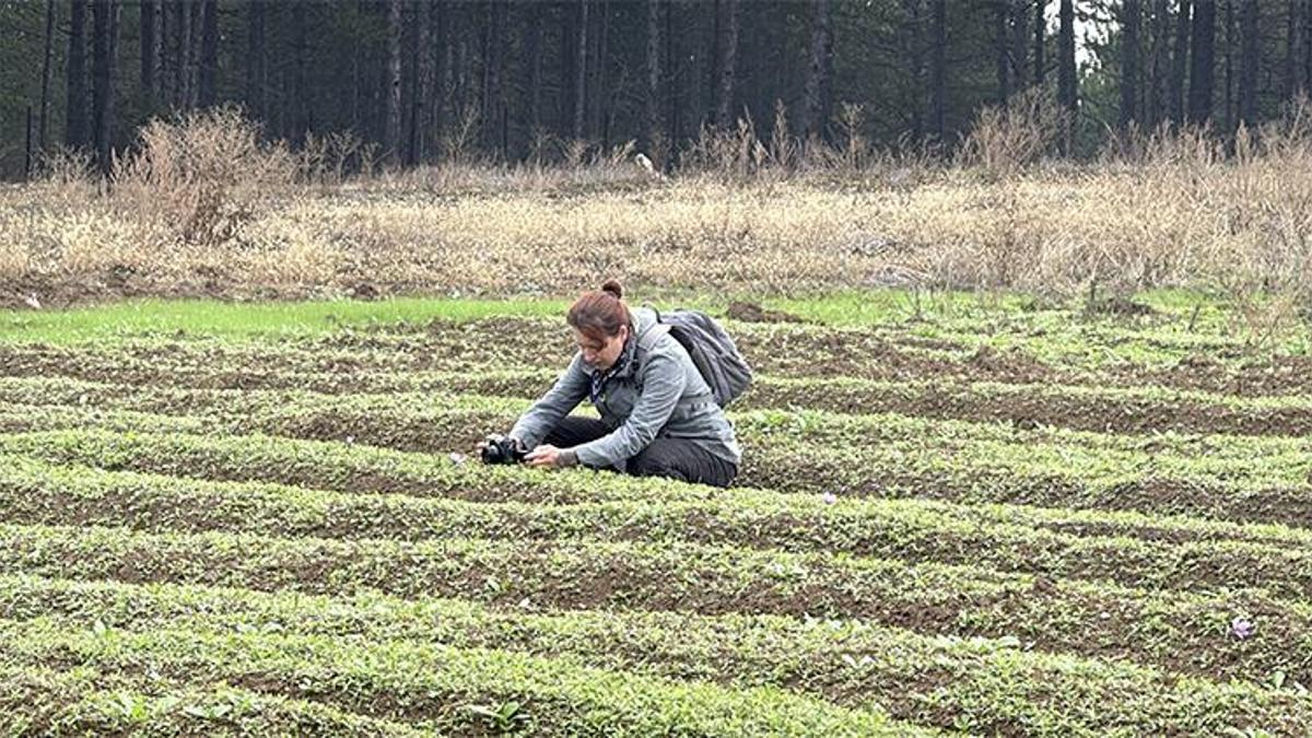 Eken resmen servet kazanıyor! Dünyada daha değerlisi yok, kilosu 600 bin TL'den kapış kapış gidiyor