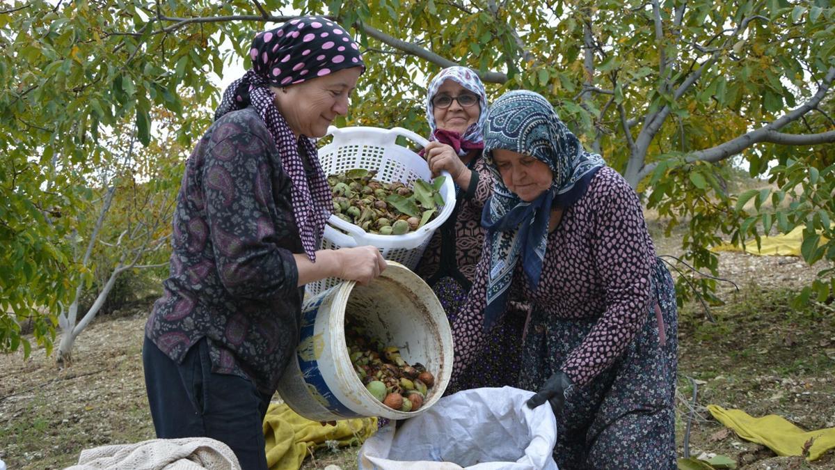 Manisa'da ceviz hasadı başladı