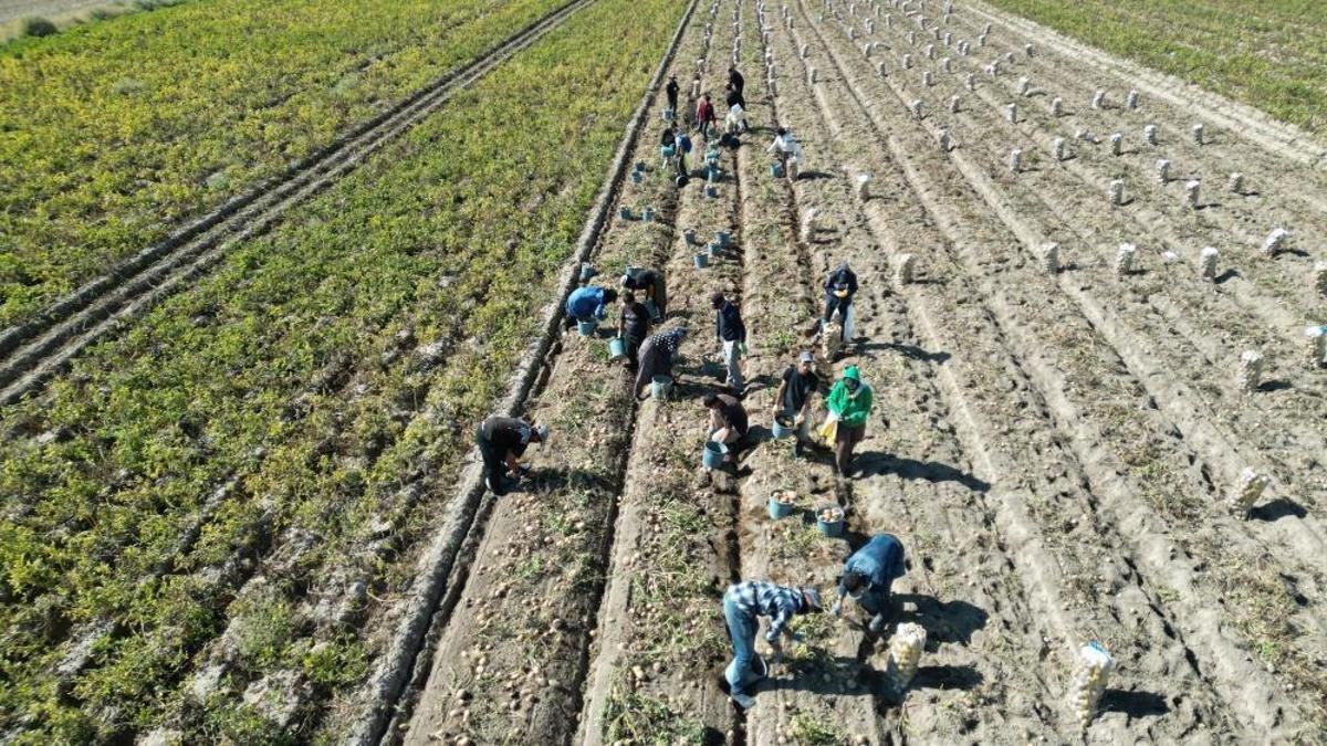 Bu ilçenin toprakları bu sebzeye çok uygun! Bölgenin ihtiyacını burası karşılıyor