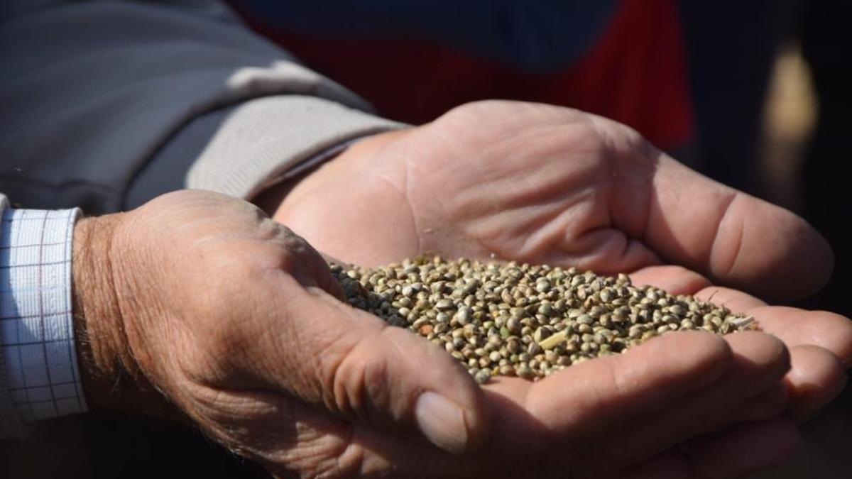 Geçen yıl ilk denemesi yapıldı! Özel izinle ekiliyor, şimdi de hasadı başladı