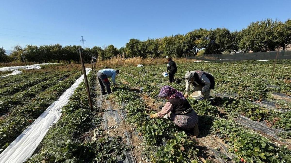 Erzincan'da pişman etmeyen iş! Biyomühendis Yunus …