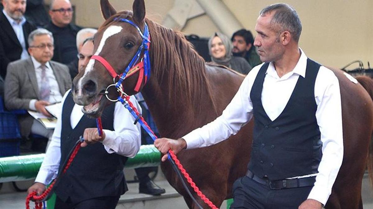 Geleceğin şampiyonları satıldı: 54 milyon TL’lik tay satışı!