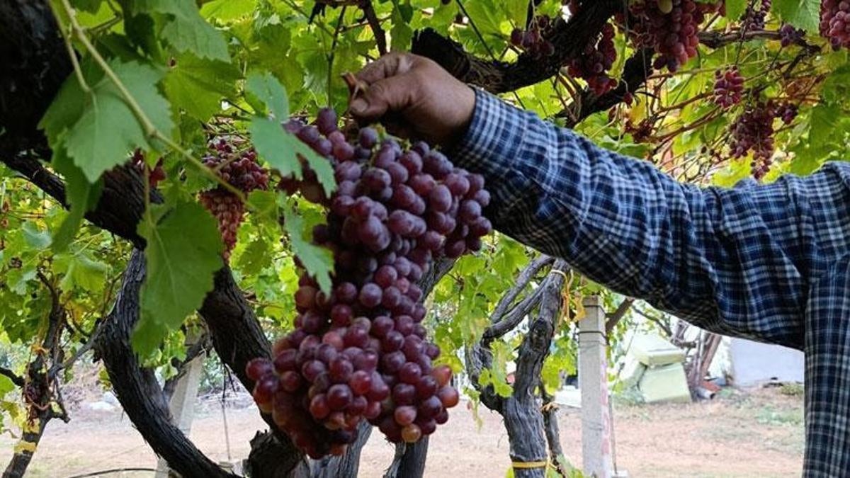 Manisa'da Sarıgöllü üreticiden 1 kilo 740 gramlık üzüm salkımı