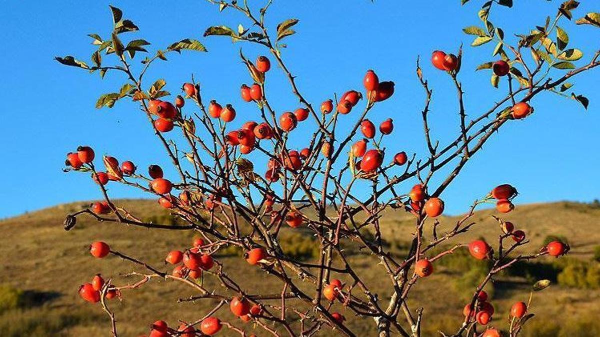 Dikeni yok, getirisi çok! Bu bitkiyi üretenin kazancı katlanacak!