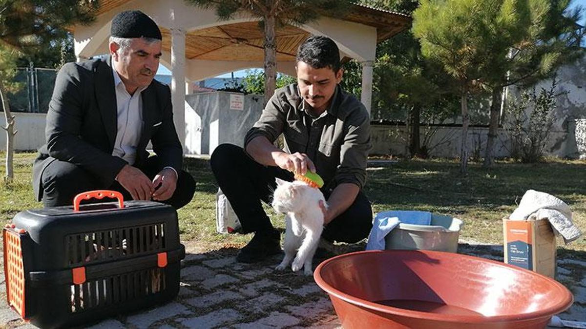 Minik dostlarına şefkat elini uzattı! Erzurum'da imamdan örnek davranış: Camideki kedileri leğende bebek gibi yıkıyor