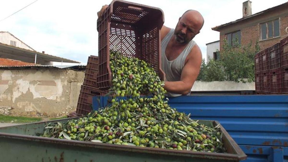 Balıkesir Burhaniye'de hasadı başladı: Kilosu 80 TL'ye dayandı! Son yağmurlar kaliteyi artırdı