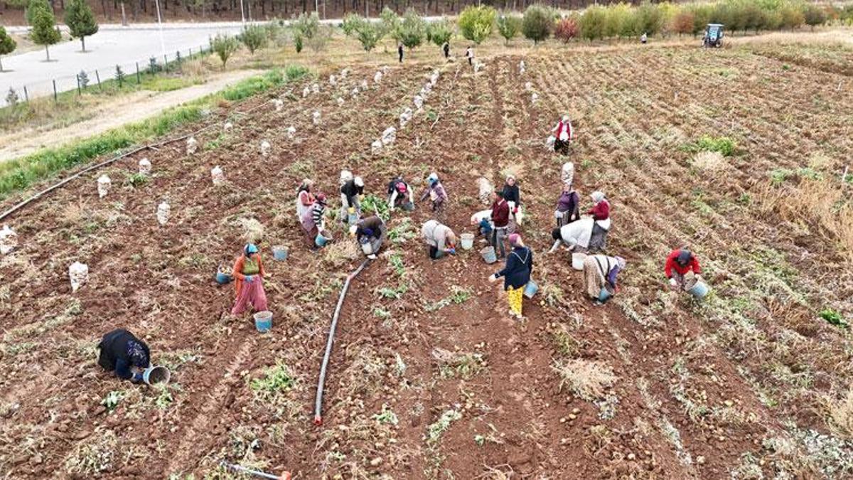 Sivas'ta doğal yöntemlerle üretilen patatesler öğr…