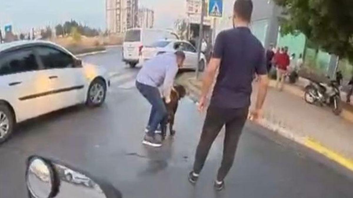 Mersin'de ağızlıksız gezdirilen 'Rottweiler' cinsi köpek dehşet saçtı
