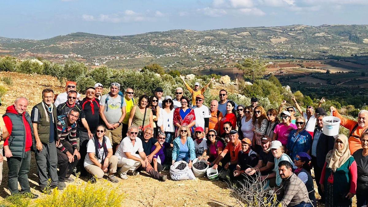 Yayladağı’nda Zeytin Hasat Festivali