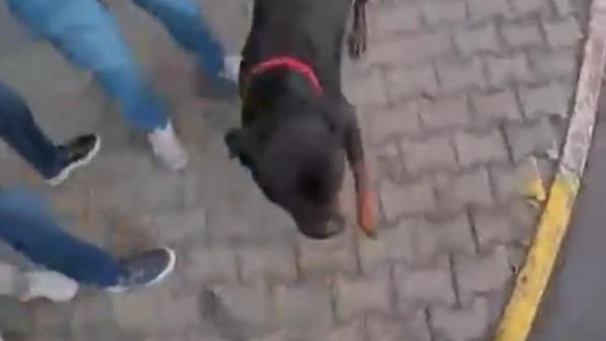 Ağızlıksız dolaştırılan köpek 2 kişiyi yaraladı; o anlar kask kamerasında