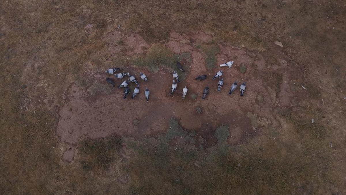 Sadece Sivas'ın dağlarında uçuyor! İki cins yetişiyor: 500 bin TL'ye alıcısı var: Nesli bozulma tehlikesi altında