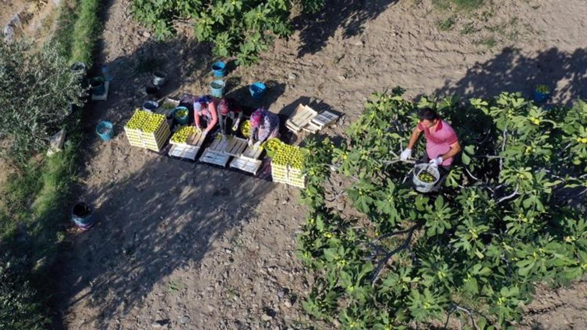 Köylüler kabusu yaşadı! Resmen bedavaya satıyorlar yine alan yok: Hepsi elimizde kaldı