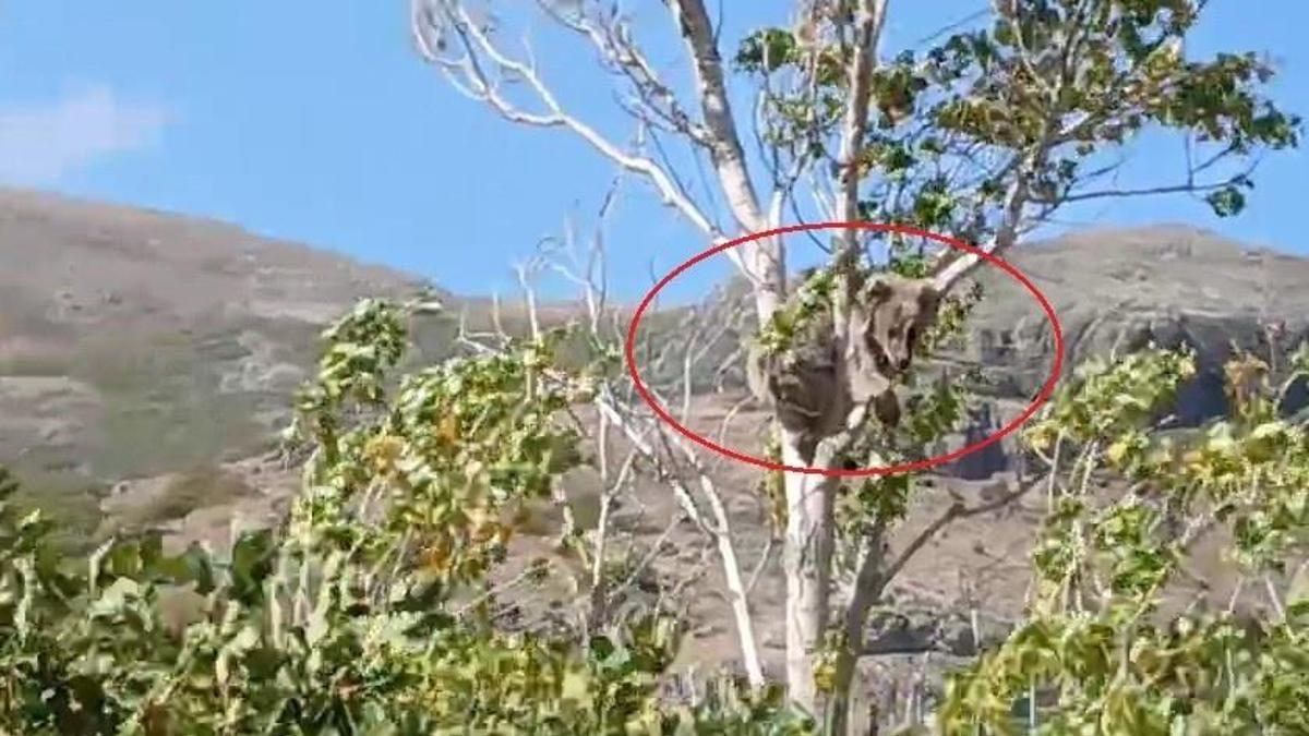 Bayburt'un köyünde alarm verildi! Köylüler her an bekliyor: Bu kez ağaçlarda fark edildl