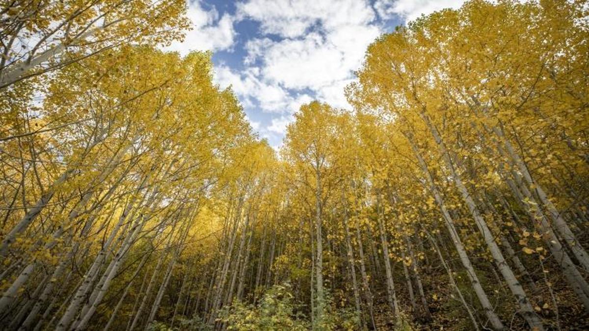 2500 metre yüksekte Tunceli'de bulundu! 3 ilçenin kesiştiği noktada yer alıyor: 3 tür yaşıyor