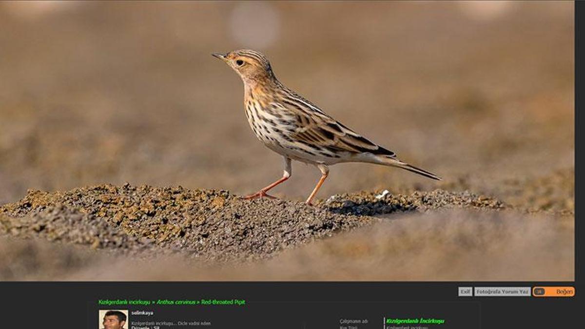Dicle Vadisi'nde görüntülenen 'Kızıl gerdanlı incir kuşu' Türkiye haritasını değiştirdi!
