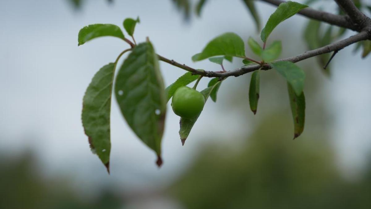 Kocaeli'de doğaya aykırı görüntü! Ekim ayında böylesi görülmedi
